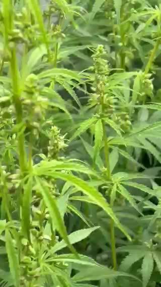 Bangi Haze x Tom Hill Haze regular
