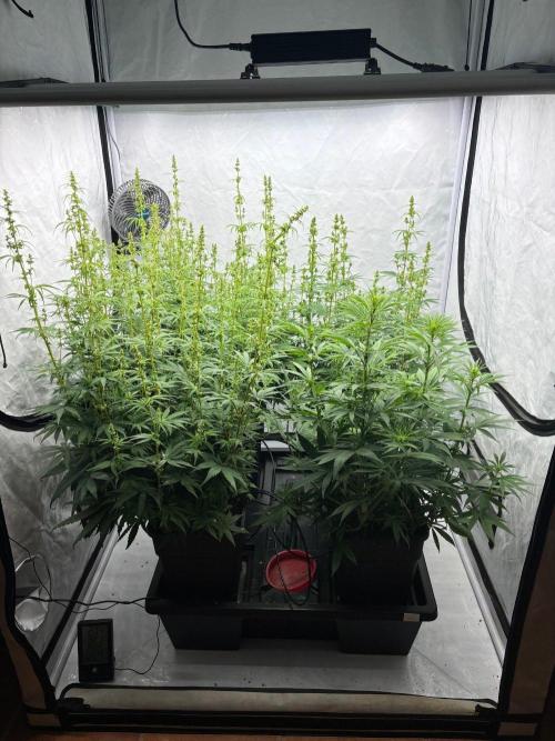 Bangi Haze x Tom Hill Haze regular. Week 8 - overall view