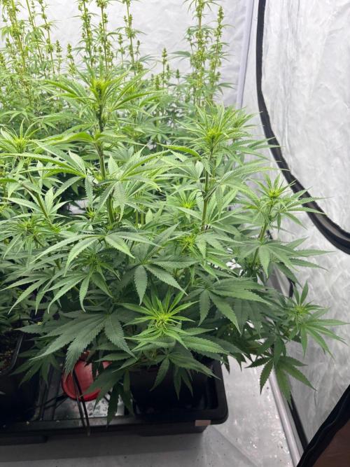 Bangi Haze x Tom Hill Haze regular. Week 8 - flowers show up more