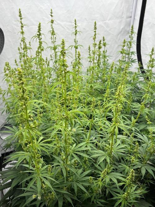 Bangi Haze x Tom Hill Haze regular. Week 8 - males doing what males do
