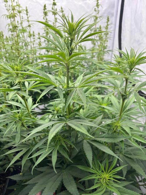 Bangi Haze x Tom Hill Haze regular. Week 8