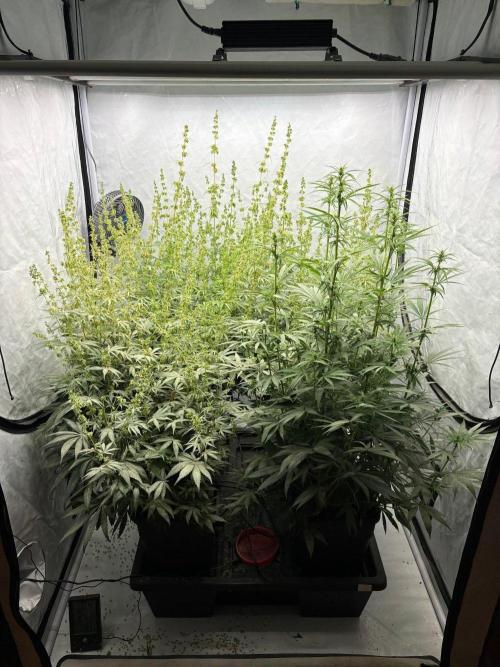 Bangi Haze x Tom Hill Haze regular. Week 9