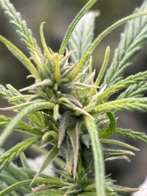 Bangi Haze x Tom Hill Haze regular. Week 9