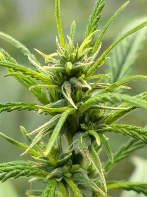 Bangi Haze x Tom Hill Haze regular. Week 9