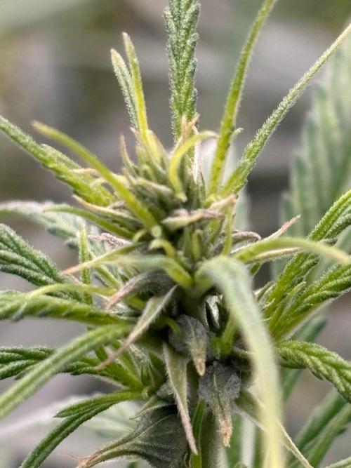 Bangi Haze x Tom Hill Haze regular. Week 9