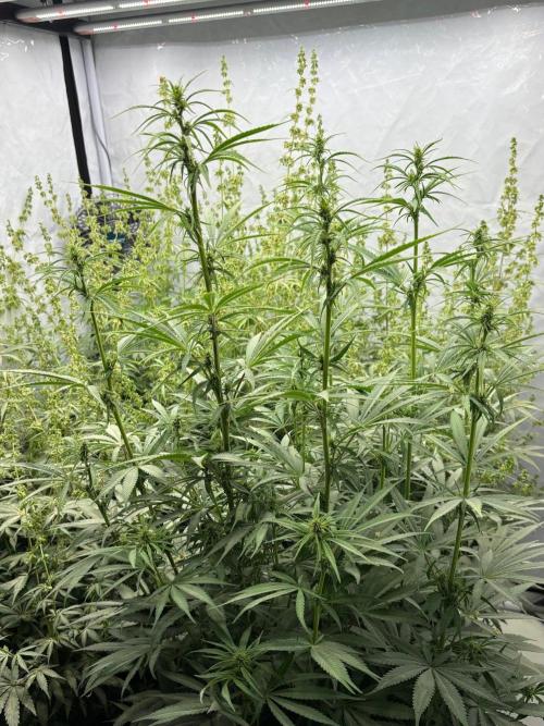 Bangi Haze x Tom Hill Haze regular. Week 9