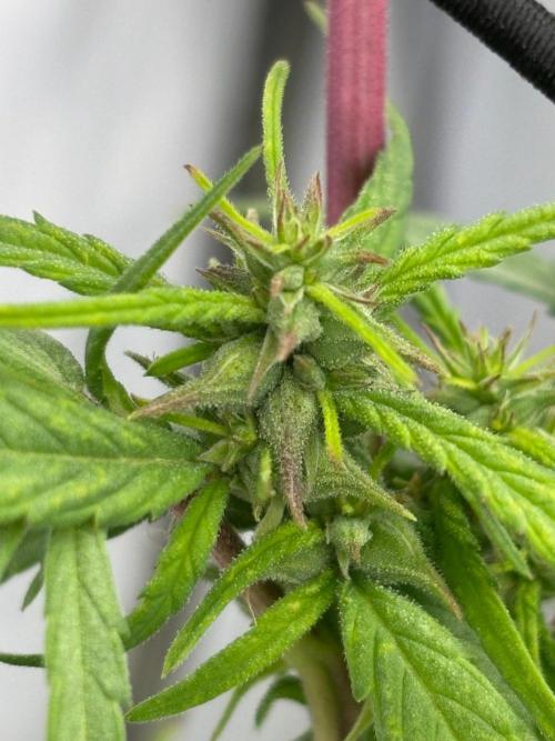 Bangi Haze x Tom Hill Haze regular. Week 10