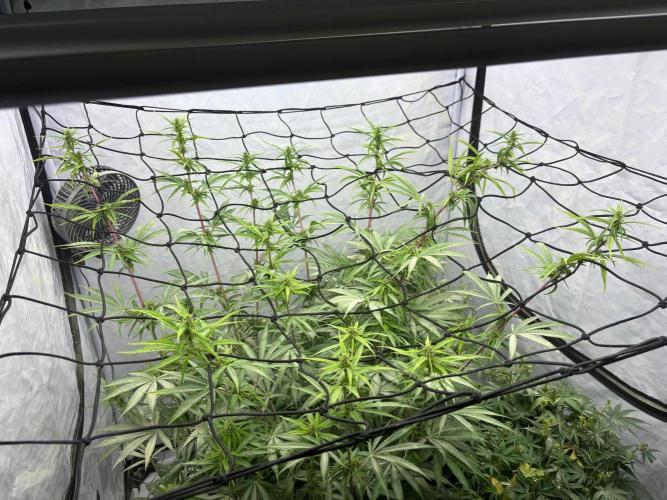 Bangi Haze x Tom Hill Haze regular. Week 10 - Außerdem habe ich das Scrog-Netz eingehängt, damit die Dame etwas gebändigt wird