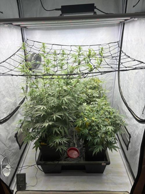 Bangi Haze x Tom Hill Haze regular. Week 10