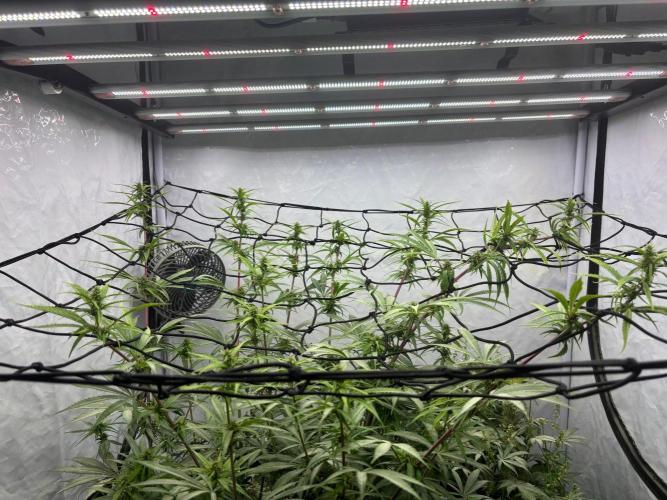 Bangi Haze x Tom Hill Haze regular. Week 10