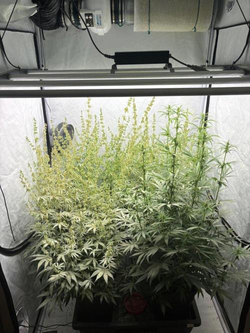 Bangi Haze x Tom Hill Haze regular. Week 10 - letztes Wochenende habe ich die Männer gekürzt und Pollen geerntet. 