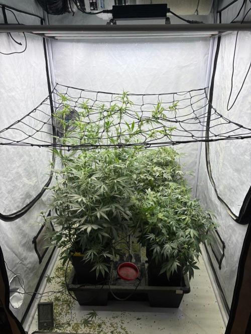 Bangi Haze x Tom Hill Haze regular. Week 10