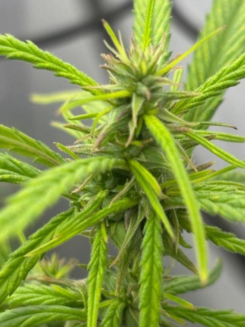 Bangi Haze x Tom Hill Haze regular. Week 10