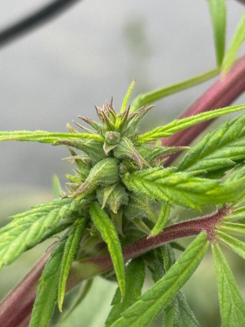 Bangi Haze x Tom Hill Haze regular. Week 10 - Die ersten Samen sind deutlich sichtbar