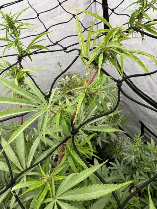 Bangi Haze x Tom Hill Haze regular. Week 10 - Die Stengel zeigen eine deutliche Purple-Färbung, auch an den Blütenansätzen