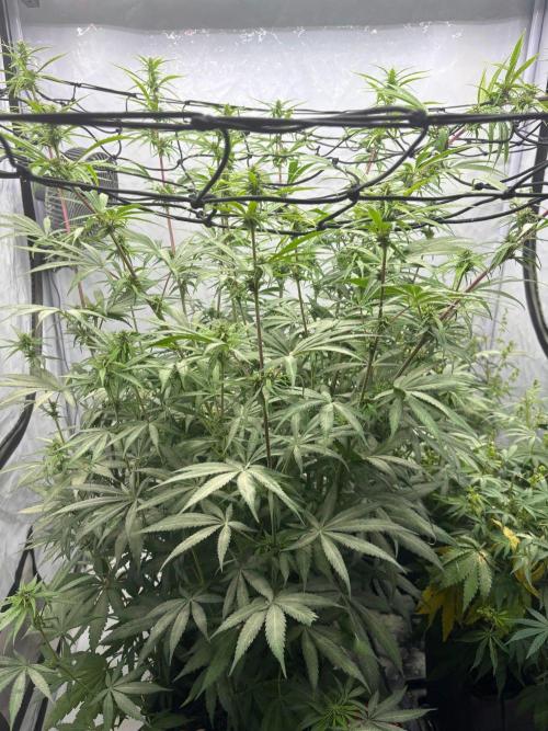 Bangi Haze x Tom Hill Haze regular. Week 10