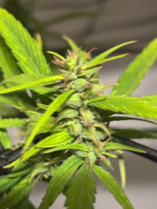 Bangi Haze x Tom Hill Haze regular. Week 11