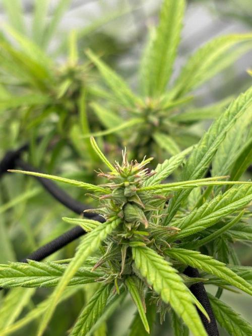 Bangi Haze x Tom Hill Haze regular. Week 11