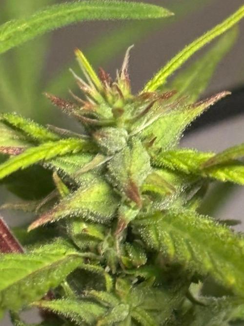 Bangi Haze x Tom Hill Haze regular. Week 11