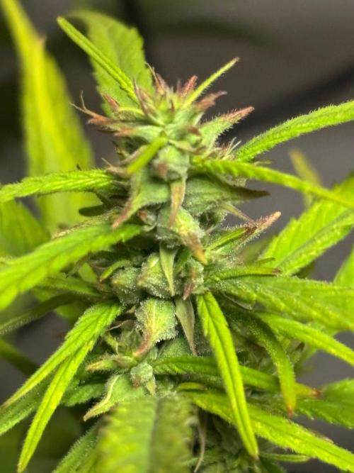 Bangi Haze x Tom Hill Haze regular. Week 11