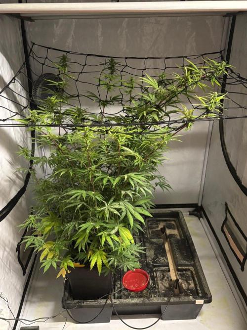 Bangi Haze x Tom Hill Haze regular. Week 11