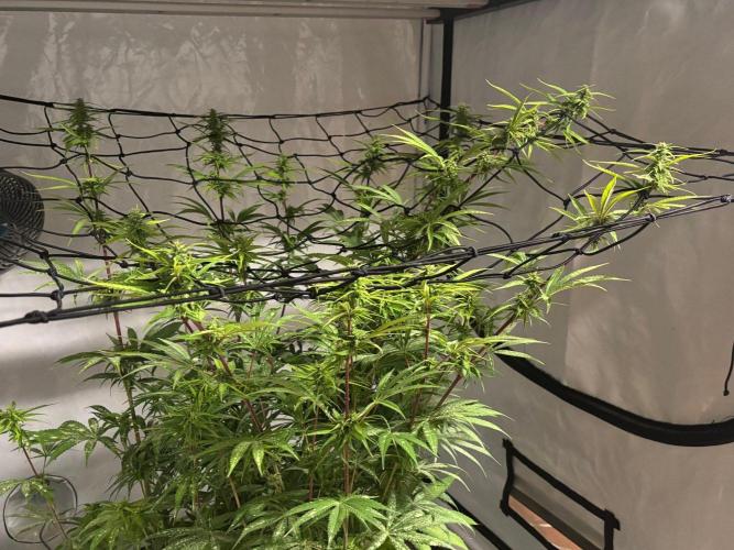 Bangi Haze x Tom Hill Haze regular. Week 11