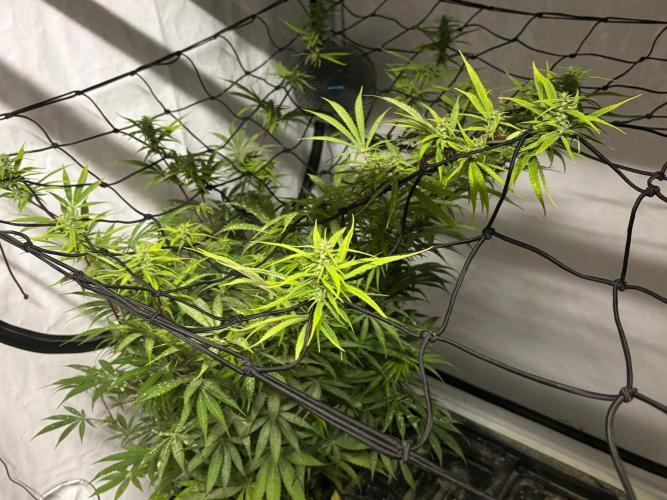 Bangi Haze x Tom Hill Haze regular. Week 11
