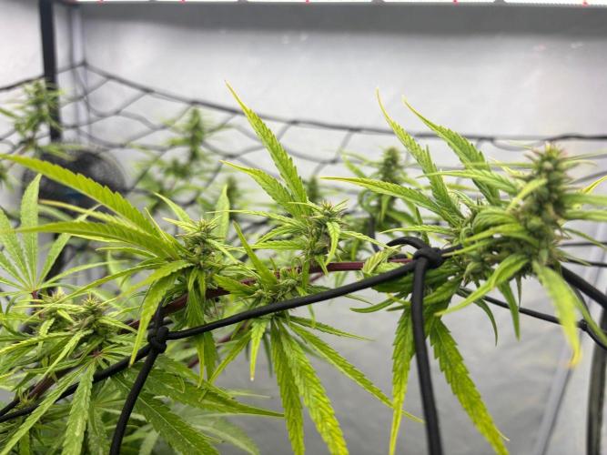 Bangi Haze x Tom Hill Haze regular. Week 11
