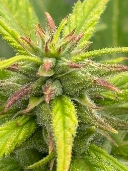 Bangi Haze x Tom Hill Haze regular. Week 11