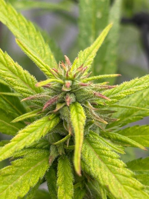 Bangi Haze x Tom Hill Haze regular. Week 11