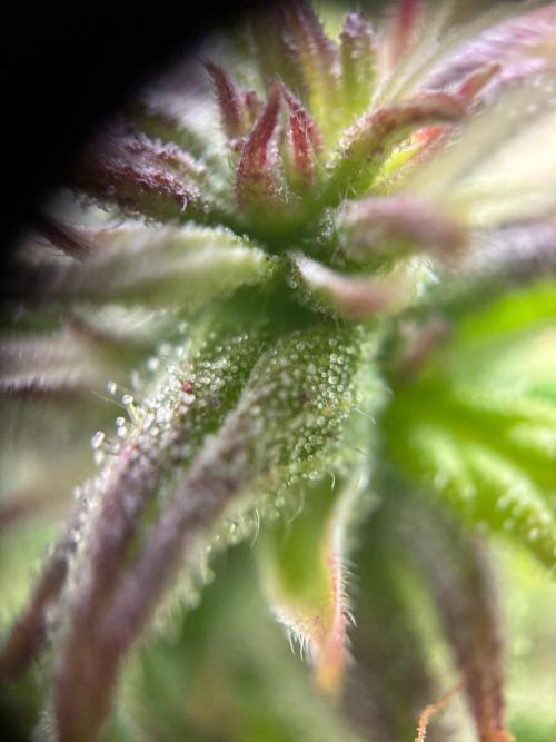 Bangi Haze x Tom Hill Haze regular. Week 13