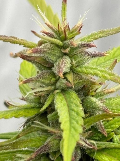 Bangi Haze x Tom Hill Haze regular. Week 13