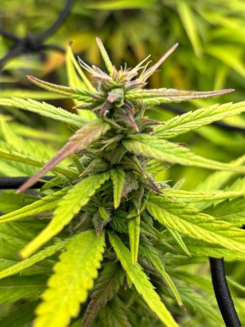 Bangi Haze x Tom Hill Haze regular. Week 13
