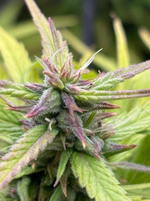 Bangi Haze x Tom Hill Haze regular. Week 13