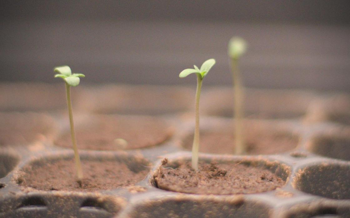 Raices Celtas. Week 0 - New beginnings. 
