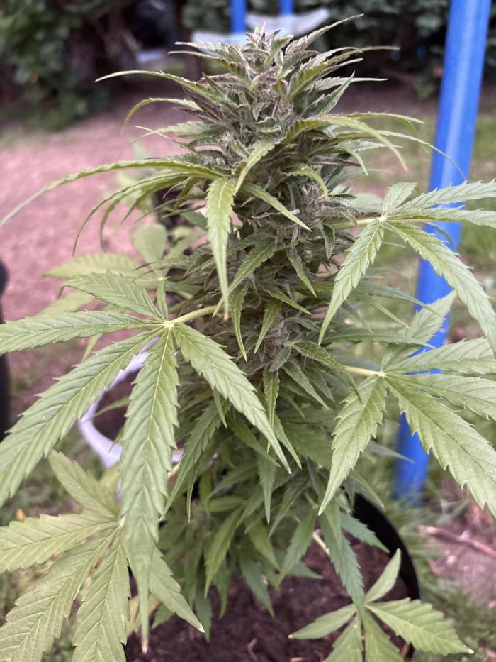 Northern lights outdoors. Week 9 - So far so good
