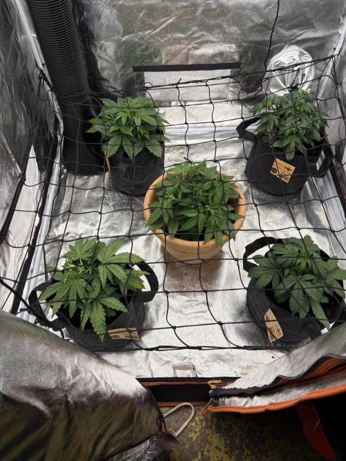 Sticky orange xxl and super skunk auto. Week 4