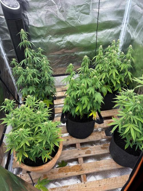 Sticky orange xxl and super skunk auto. Week 6