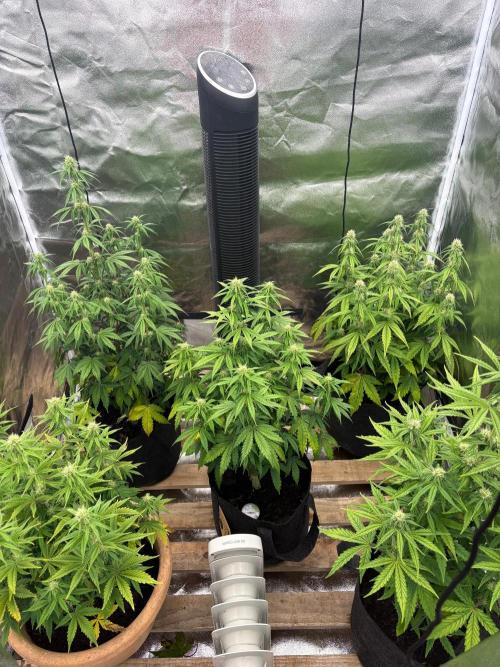 Sticky orange xxl and super skunk auto. Week 6