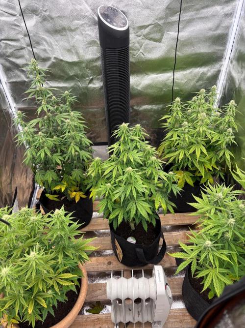 Sticky orange xxl and super skunk auto. Week 6