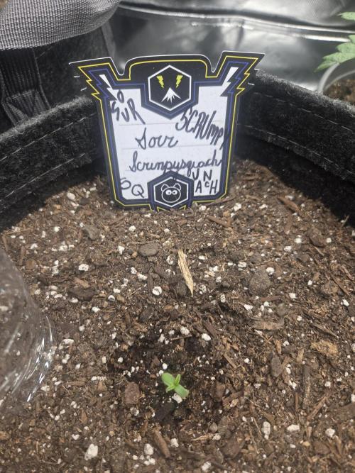 Mephisto Grow. Week 0 - 72 hour mark
