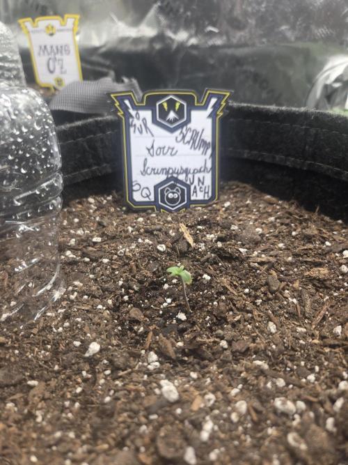 Mephisto Grow. Week 0 - 72 hour mark