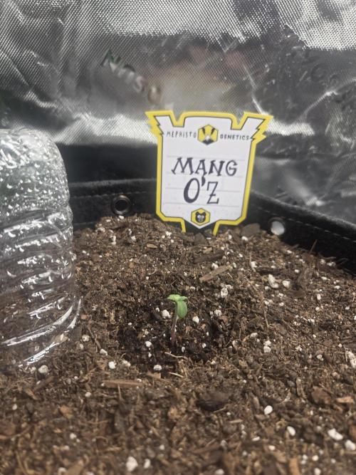 Mephisto Grow. Week 0 - 72 hour mark