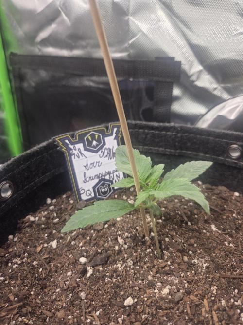 Mephisto Grow. Week 1