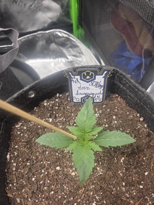 Mephisto Grow. Week 1