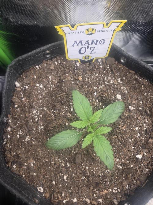 Mephisto Grow. Week 1
