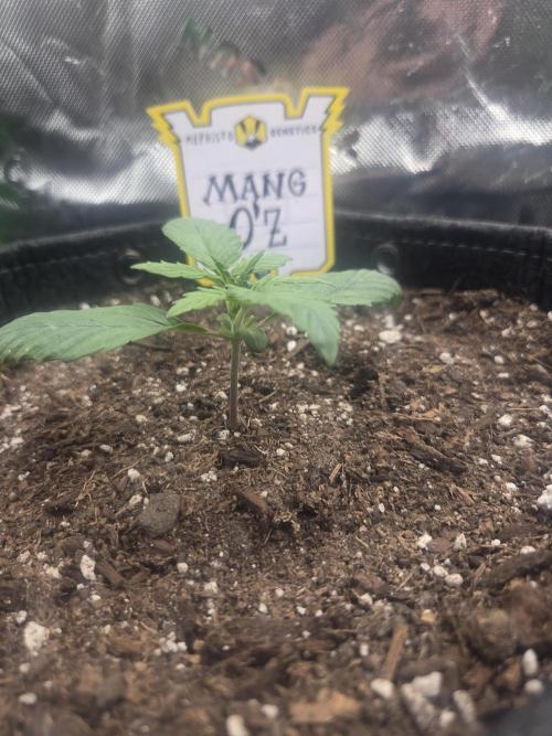 Mephisto Grow. Week 1