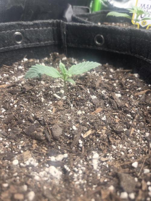 Mephisto Grow. Week 1