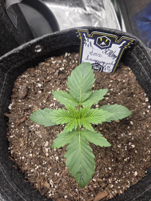 Mephisto Grow. Week 2