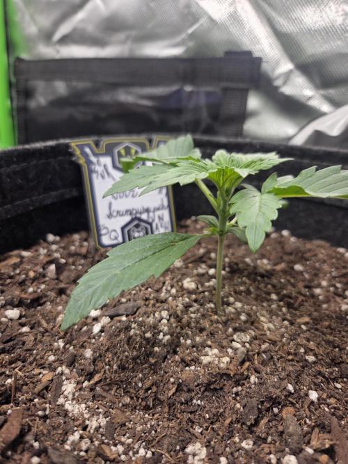 Mephisto Grow. Week 2